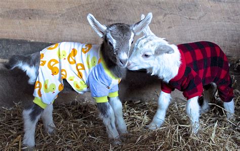 Goats in pajamas - Sunflower Farm. · August 2, 2022 ·. Baby goats in Sunflower pajamas! Sometimes we just need a break from the seriousness of the world. What better way to get it …